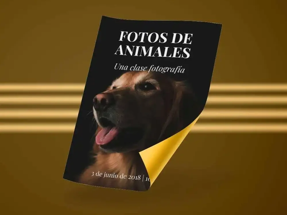Folletos, Afiches, flyers y folders